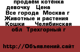 продаём котёнка девочку › Цена ­ 6 500 - Все города, Москва г. Животные и растения » Кошки   . Челябинская обл.,Трехгорный г.